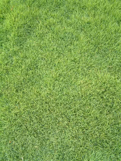 Zoysia tenuifolia