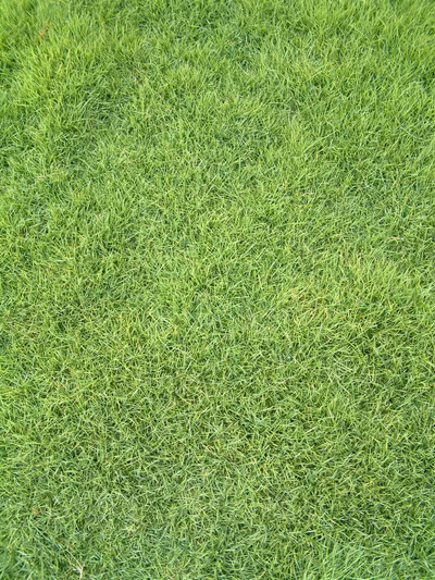 Zoysia tenuifolia