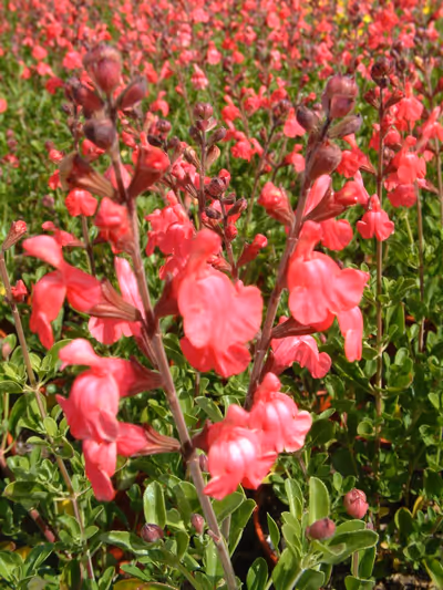 Salvia x jamensis 'James Compton'