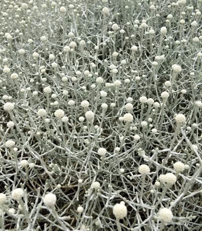 Calocephalus brownii