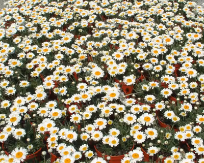 Rhodanthemum hosmariense