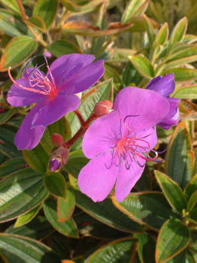 Tibouchina compacta