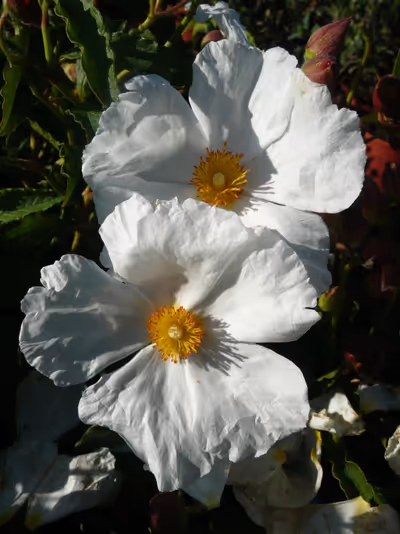 Cistus x aguilarii