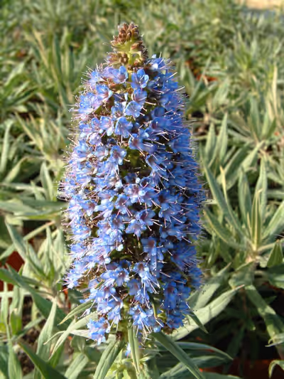 Echium candicans