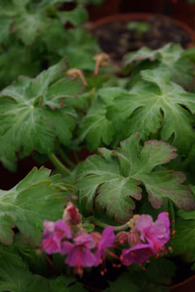 Geranium macrorrhizum 'Bevan's Variety'
