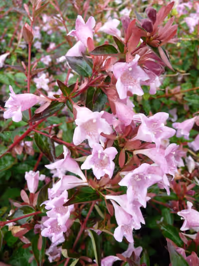 Abelia 'Edward Goucher'