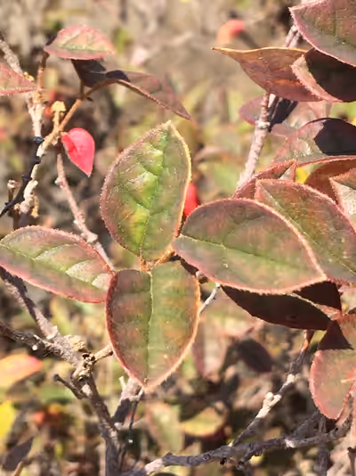 Loropetalum chinense 'Ming Dynasty'