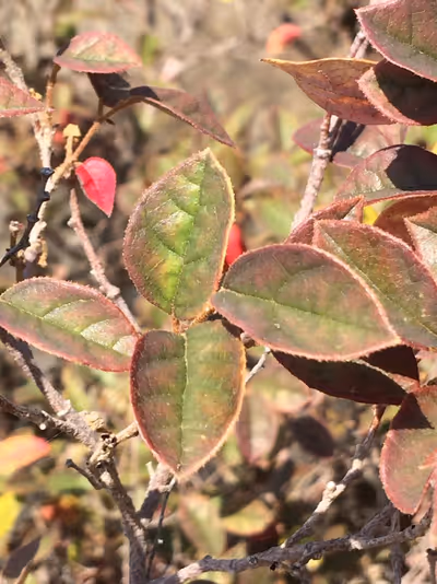 Loropetalum chinense 'Ming Dynasty'