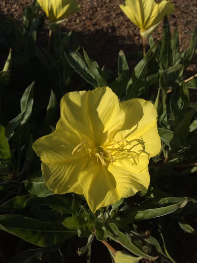 Oenothera macrocarpa