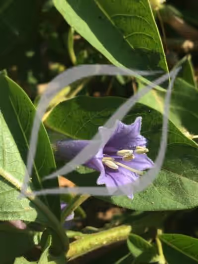 Iochroma australe (syn. Acnistus)