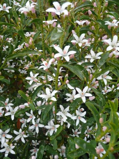 Philotheca myoporoides