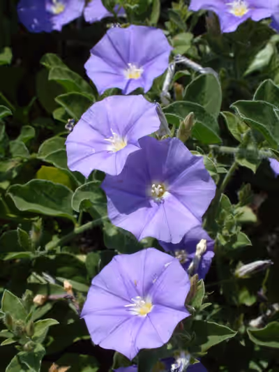 Convolvulus sabatius