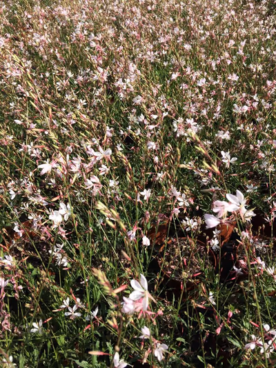 Gaura lindheimeri