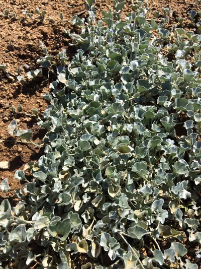 Dichondra argentea 'Silver Falls'