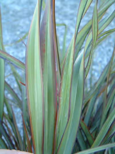 Phormium 'Surfer Green'