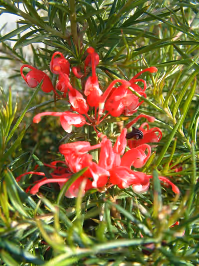 Grevillea 'Clearview David'