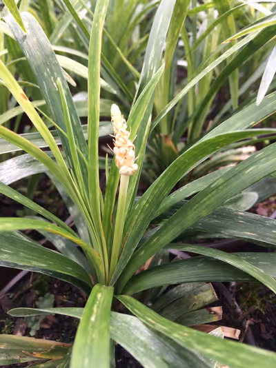 Liriope muscari 'Monroe White'