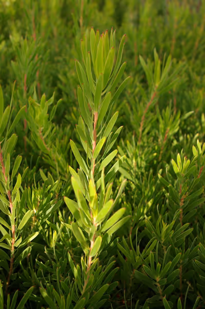 Leucadendron 'Inca Gold'