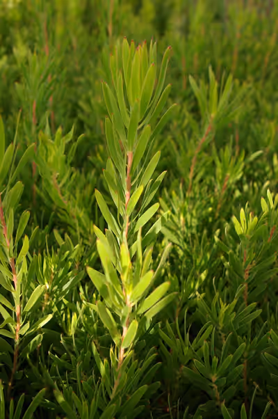 Leucadendron 'Inca Gold'
