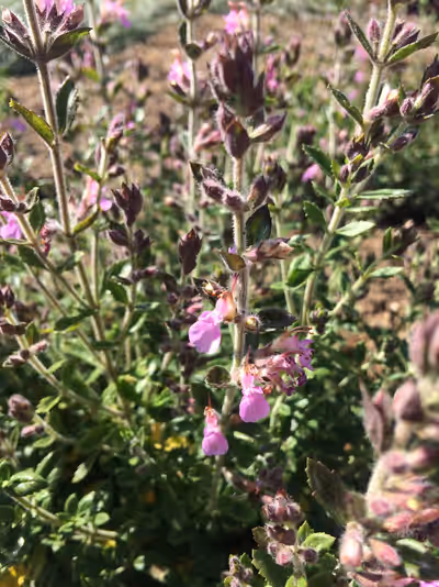 Teucrium chamaedrys