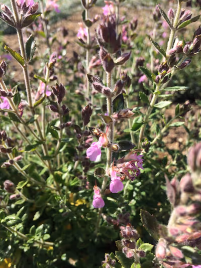 Teucrium chamaedrys