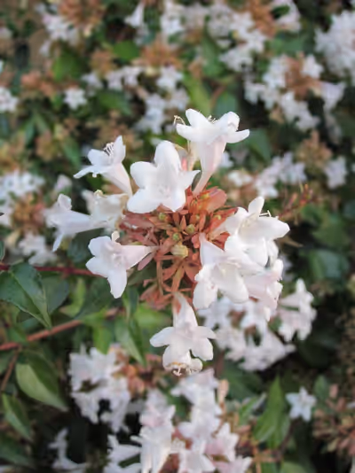 Abelia x grandiflora