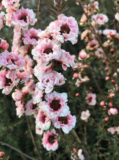 Leptospermum scoparium 'Autumn Glory'