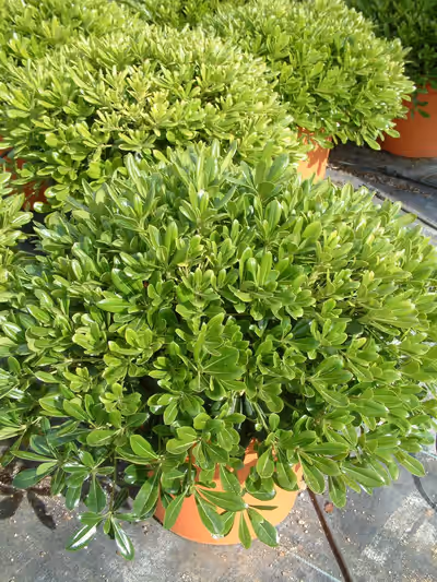 Pittosporum tobira 'Nanum'