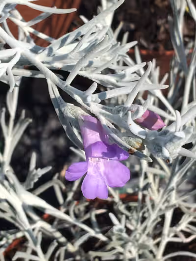 Eremophila nivea