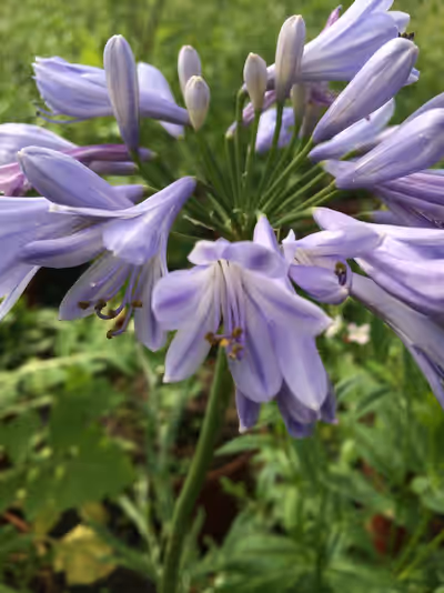 Agapanthus praecox