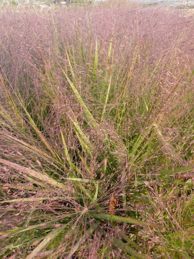 Eragrostis spectabilis