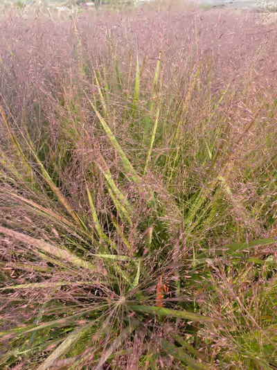 Eragrostis spectabilis