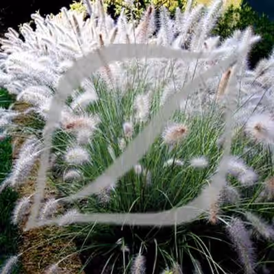 Pennisetum alopecuroides 'Hameln'