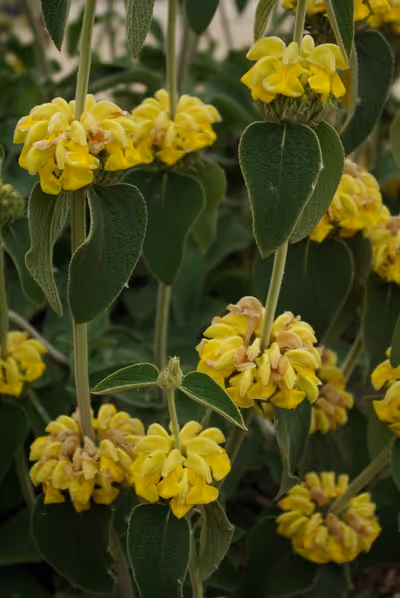 Phlomis 'Edward Bowles'