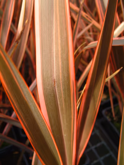 Phormium 'Maori Queen'