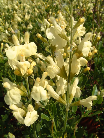 Salvia greggii 'Alba'