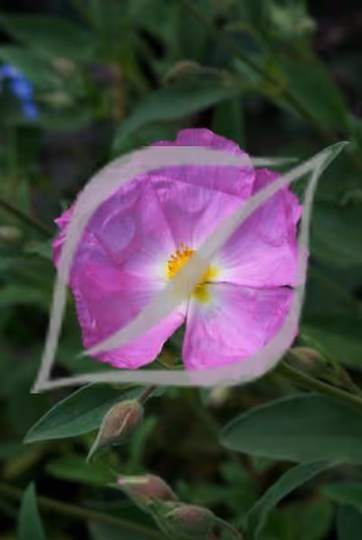 Cistus x 'Blushing Peggy Sammons'