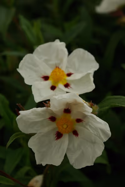Cistus x 'Ann Baker'