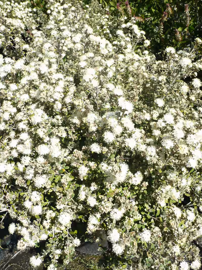 Phebalium squamulosum ssp. argenteum