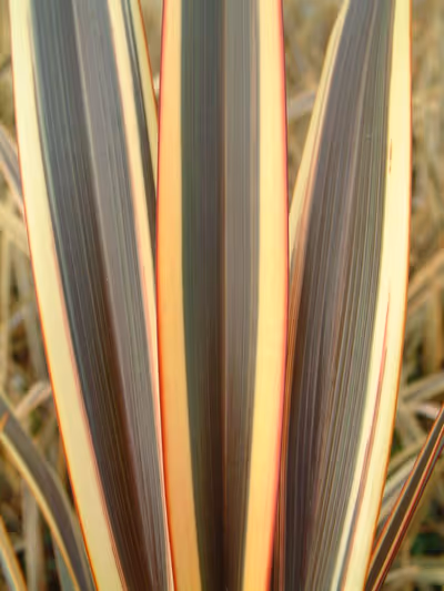 Phormium 'Alison Blackman'