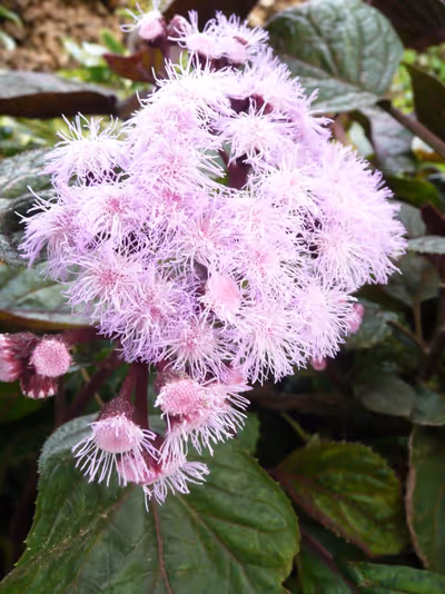 Bartlettina sordida (Eupatorium)