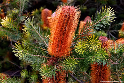 Banksia ericifolia