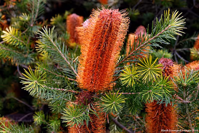 Banksia ericifolia