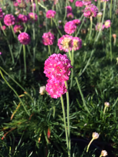 Armeria maritima