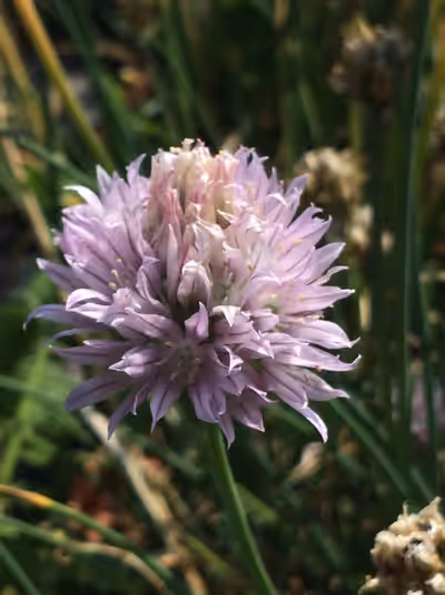 Allium schoenoprasum