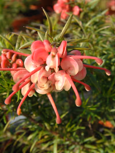 Grevillea rosmarinifolia 'Jenkinsii'