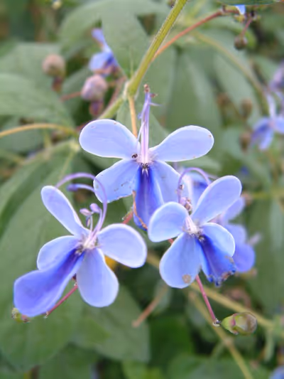 Clerodendrum myricoides 'Ugandensis'