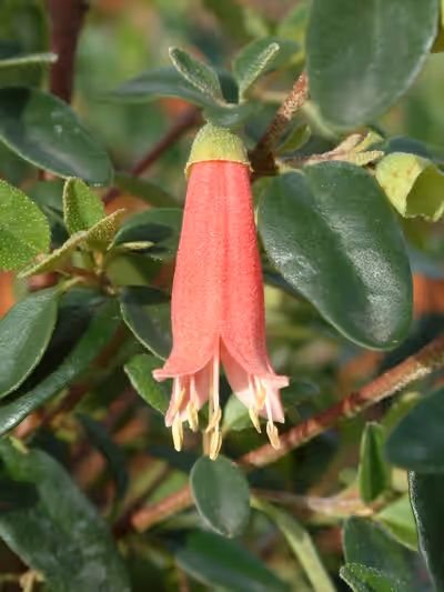 Correa 'Dusky Bells'