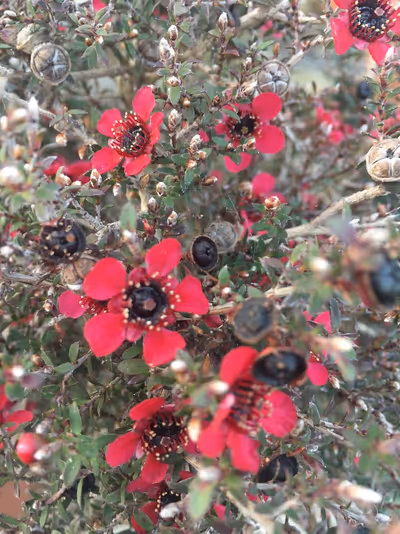 Leptospermum scoparium 'Kiwi'