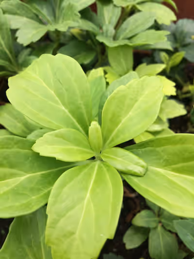 Pachysandra terminalis
